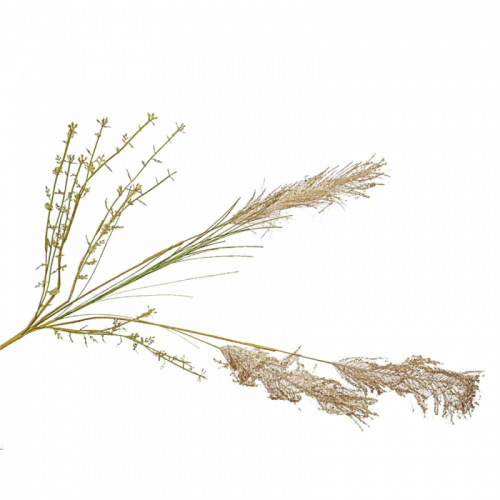 RAMA PLUMEROS SILVESTRES 15x15x65CM